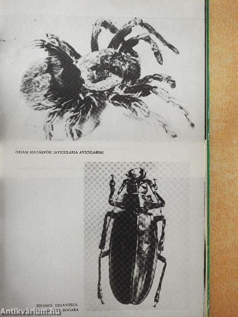 Kalandok a brazíliai őserdőben