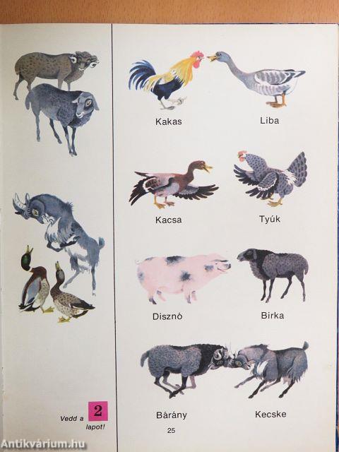 Képes beszédkönyv