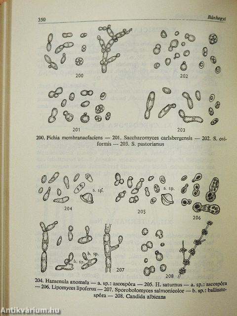 Növényhatározó I.