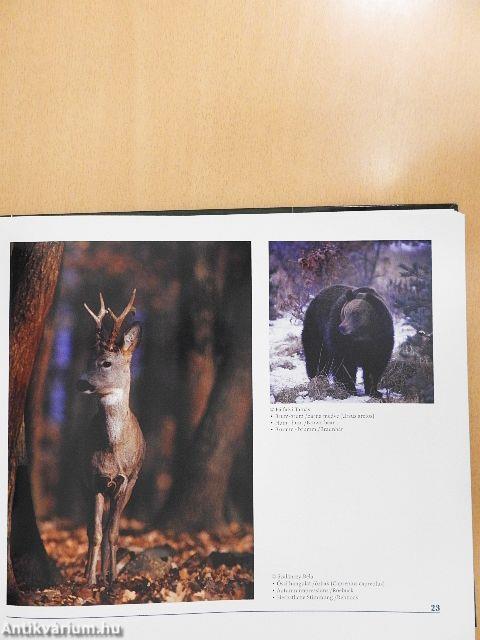 Az ezerarcú természet