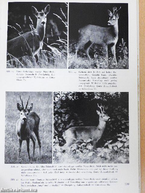 Rehwildhege mit der Büchse