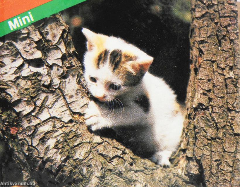 Mini (minikönyv)