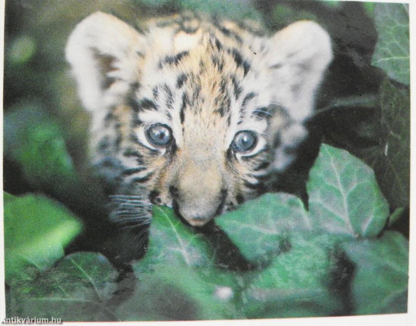 Mini (minikönyv)