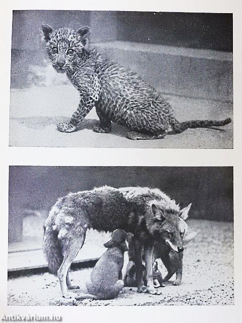 Aus der Kinderstube der Tiere