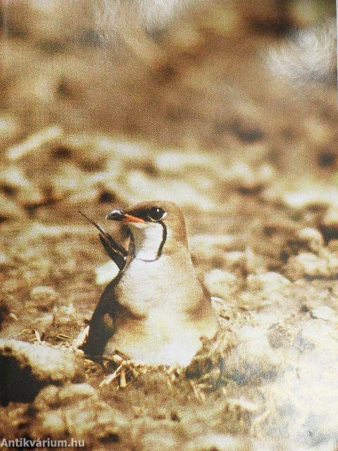 Szépséges Hortobágy