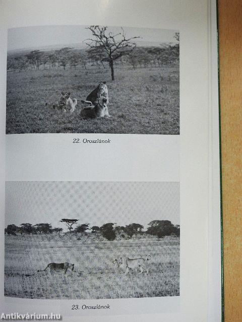 Afrikai tábortüzek