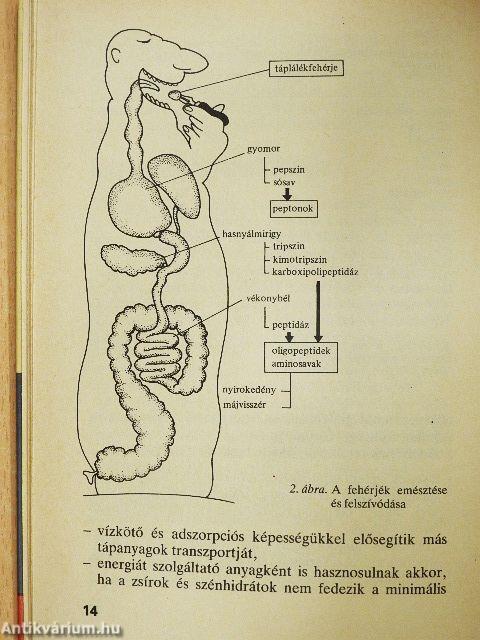 Az éhezéstől az elhízásig