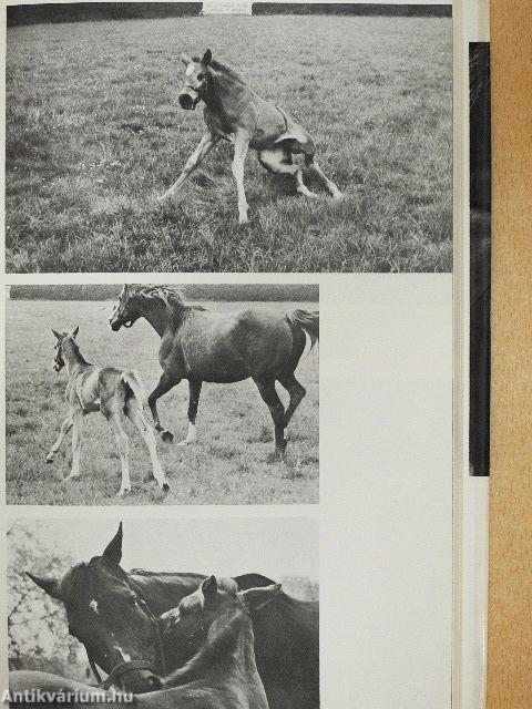 The Education of a Racehorse