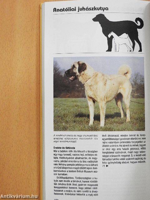 Tanácsadó kézikönyv nagy testű kutya választásához