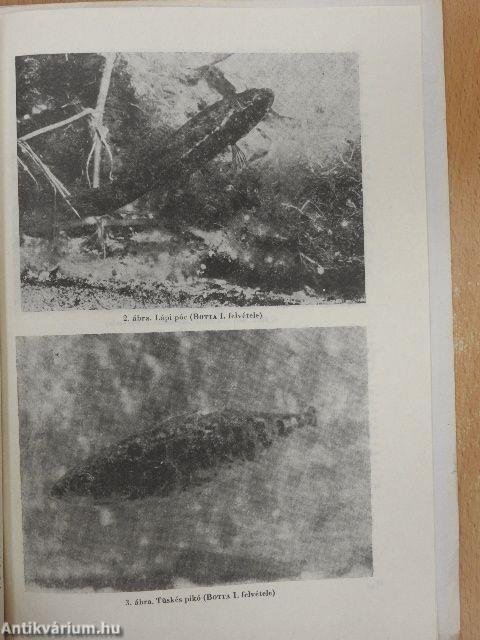 Faunisztikai és akvarisztikai tapasztalatok az édesvizi akvárium üzembehelyezésével kapcsolatban