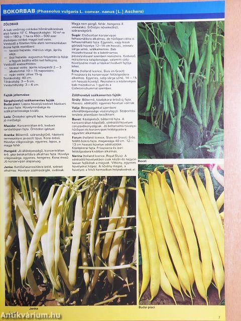 Zöldség-Katalógus 