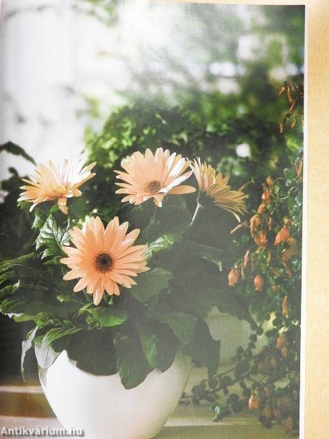 Növényekkel az egészséges szobalevegőért