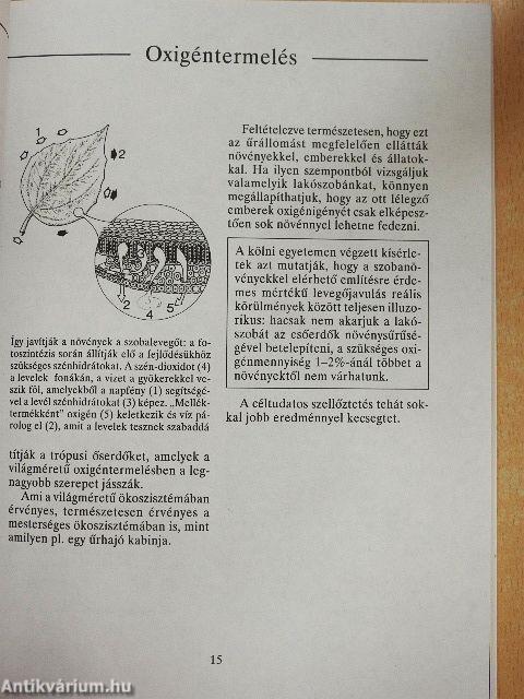 Növényekkel az egészséges szobalevegőért