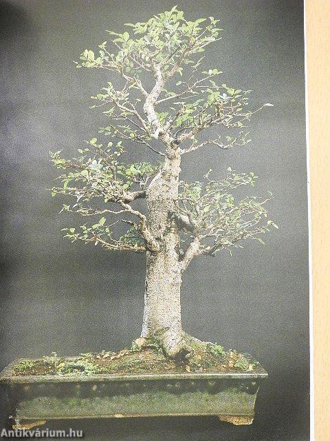Szobabonsai