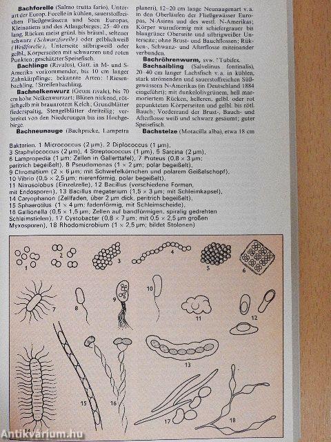 Meyers Taschenlexikon Biologie in 3 Bänden