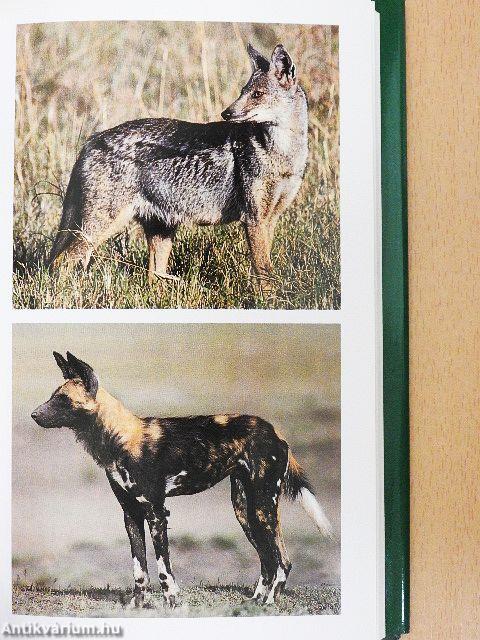 Grandi Mammiferi Africani