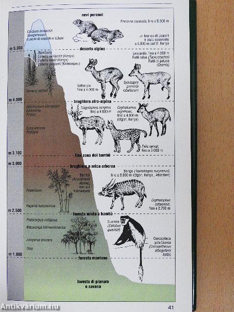 Grandi Mammiferi Africani