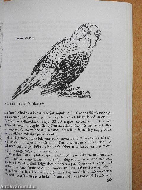 A hullámos papagáj
