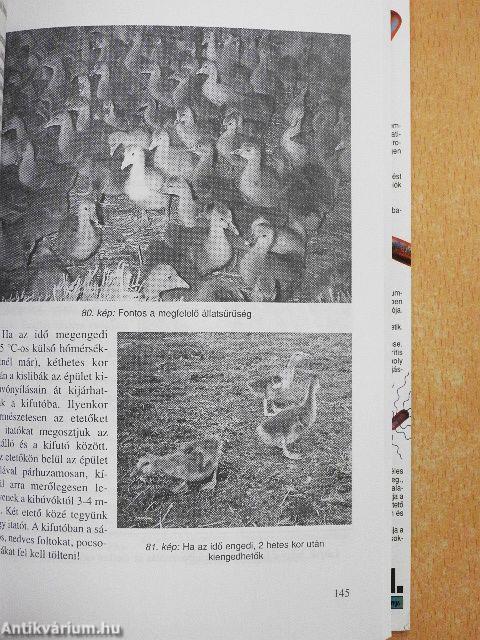 A baromfitartás gyakorlata