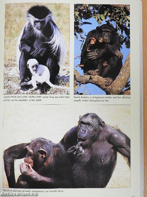 Field Guide to the Larger Mammals of Africa