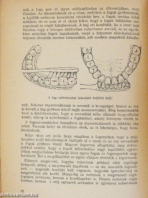 A fogak és betegségeik