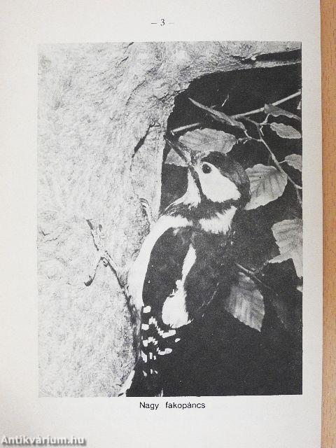 Balkáni- és nagy fakopáncs