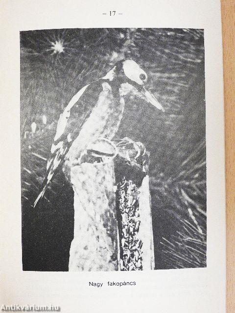 Balkáni- és nagy fakopáncs