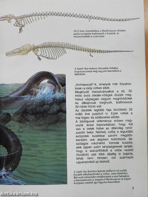 Bálnák és delfinek