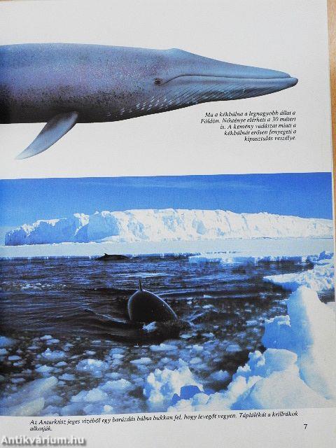 Bálnák és delfinek