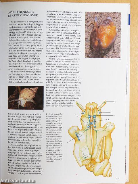 Kagylók és csigák