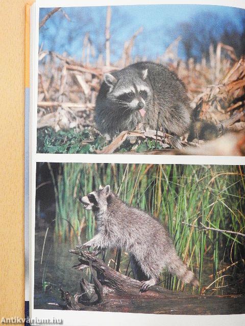 Mit egyenek a kisállataim?