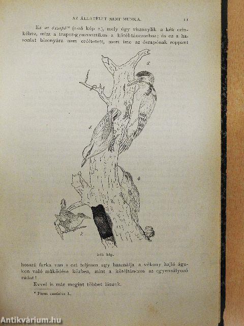 Természettudományi Közlöny 1879. január-június (fél évfolyam)