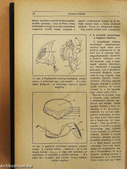 Természettudományi Közlöny 1921. január-december/Pótfüzetek a Természettudományi Közlönyhöz 1921. január-december
