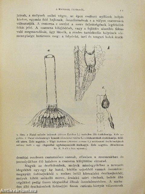 Természettudományi Közlöny 1898. január-december/Pótfüzetek a Természettudományi Közlönyhöz 1898. január-december