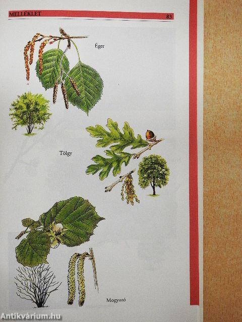 Allergia