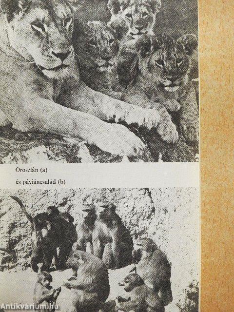 Üvöltés az éjszakában