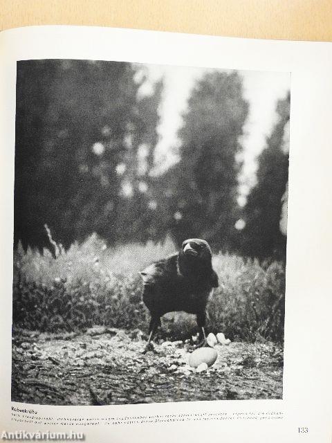 Tierjagd mit der Kamera