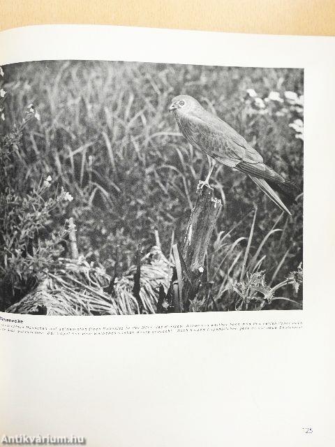 Tierjagd mit der Kamera