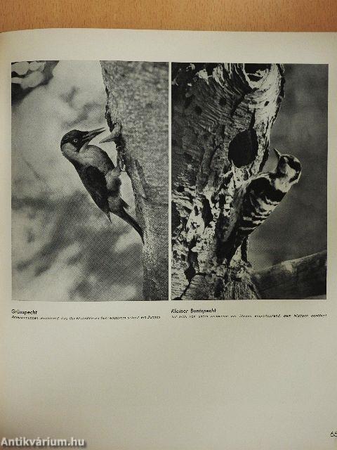 Tierjagd mit der Kamera