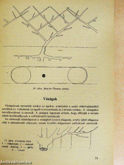 Gyümölcstermesztés házi- és háztáji kertekben