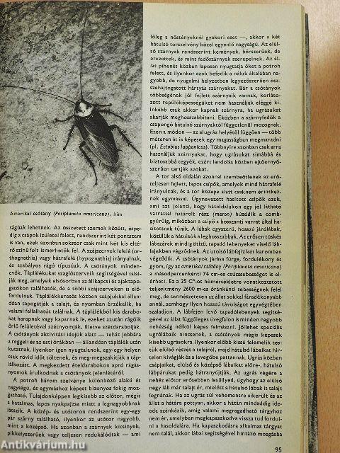 Urania Állatvilág - Rovarok