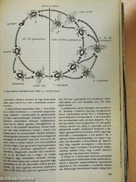 Urania Állatvilág - Rovarok