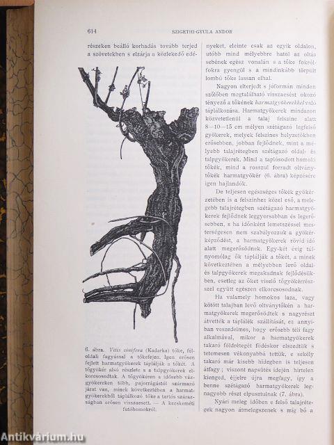 Természettudományi Közlöny 1905. január-december