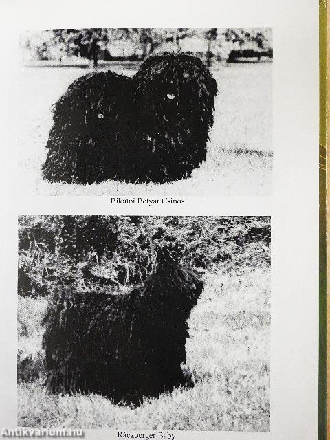 A puli tartása, tenyésztése, kiképzése