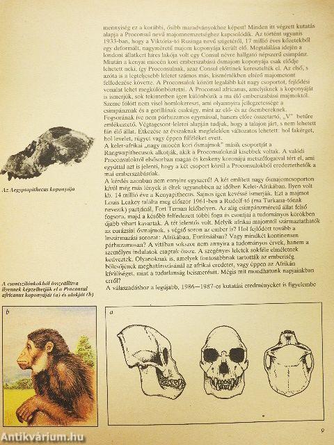 Az emberiség kezdetei