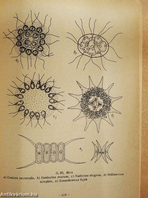 Vízellátás és csatornázás kémiája és biológiája