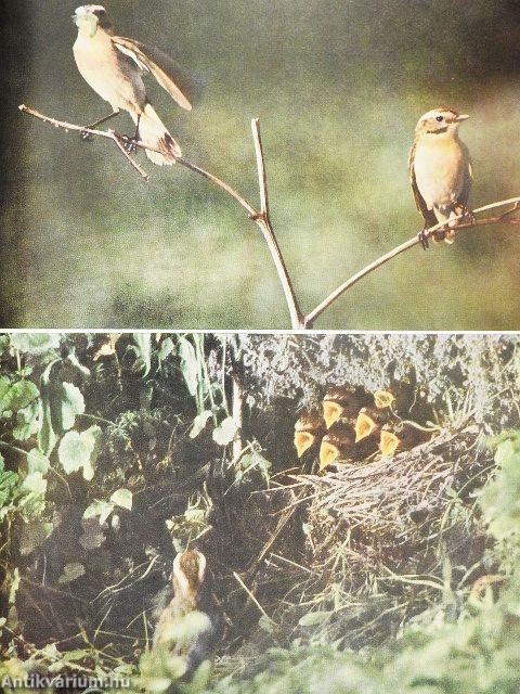 Durch Wälder und durch Auen...