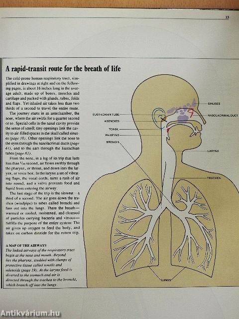 Coping with the Common Cold