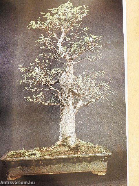 Szobabonsai