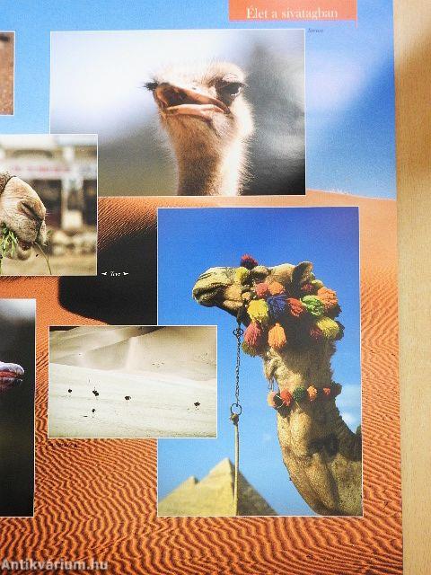 Barangolás az állatvilágban